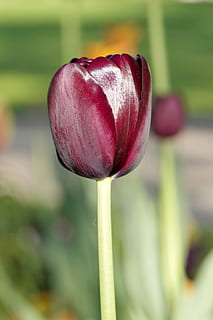 tulipa, marró, solter, negre, verticalment, els pètals, brillant, la tija, parc, jardí, tassa, primer pla, planta, naturalesa, centrar-se en primer pla, frescor, bellesa a la natura, creixement, flor, tija de la planta, fragilitat, vulnerabilitat, planta amb flors, vermell, cap gent, dia, brot, color verd, inicis, nova vida, a l'aire lliure, cap de flor, 4K, CC0, domini públic, lliure de regalies
