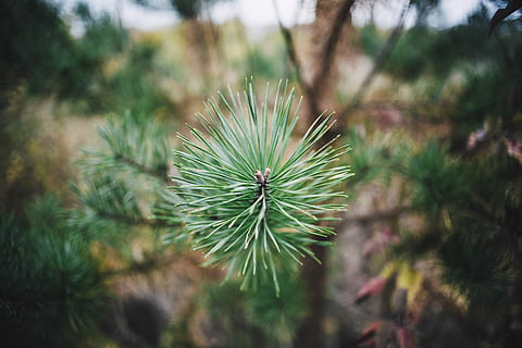 selektiv, fokus, grøn, fyrplante, grøn plante, plante, blad, fyrretræ, afdeling, træ, nåletræ, grøn farve, Pinaceae, natur, vækst, skønhed i naturen, dag, ingen mennesker, tæt på, nål - plante del, udendørs, fokus på forgrunden, ro, selektiv fokusering, plante del, fyrreskov, 5K, CC0, offentligt domæne, royaltyfrie