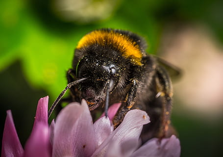 bumblebee, แมลง, ธรรมชาติ, แมโคร, ดอกไม้, ไม้ดอก, ธีมสัตว์, สัตว์, สัตว์ที่ไม่มีกระดูกสันหลัง, สัตว์หนึ่งตัว, สัตว์ป่า, สัตว์ในป่า, ความงามในธรรมชาติ, ใกล้ชิด, ความบอบบาง, กลีบดอกไม้, ปลูก, ความอ่อนแอ, ผึ้ง, ความสด, หัวดอกไม้, การผสมเกสรดอกไม้, ไม่มีคน, เรณู, กลางแจ้ง, สีม่วง, 4K, CC0, โดเมนสาธารณะ, ค่าลิขสิทธิ์ฟรี