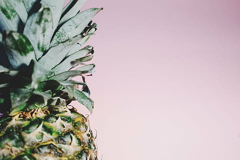 Nahaufnahmefotografie der Ananasfrucht, Ananas, Dessert, Vorspeise, Obst, Saft, Ernte, kopieren sie platz, Studioaufnahme, grüne Farbe, Blatt, Essen und Trinken, keine Leute, farbiger Hintergrund, Pflanze, Nahansicht, Hintergründe, Wachstum, drinnen, Pflanzenteil, Natur, Schönheit in der Natur, Frische, Wandbau - Funktion, Lebensmittel, selektiver Fokus, Verletzlichkeit, Baum, 5K, CC0, gemeinfrei, lizenzfrei