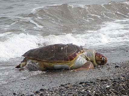 tartaruga, spiaggia, oliva, tartaruga, spiaggia, tartaruga verde oliva, un animale, mare, rettile, fauna selvatica, animali allo stato selvatico, temi animali, animale, acqua, conchiglia, terra, nessuno, guscio di animale, natura, vertebrato, vita marina, marino, giorno, all'aperto, 4K, CC0, dominio pubblico, privo di copyright