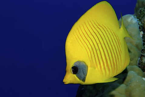 galben tang pește, peşte, scufundare, galben, un animal, sub apă, Viata marina, animale tematice, înot, animal, animale în sălbăticie, animale sălbatice, mare, animale vertebrate, apă, marin, sub mare, nici o persoana, a închide, natură, zoologie, vizualizare profil, 4K, CC0, domeniu public, fără drepturi de autor