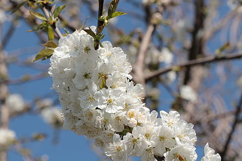 blomst, træ, natur, plante, æbleblomst, knop, blade, forårsbloem, afdeling, blomstre, tæt, blomster, æble, have, blomstrende plante, hvid farve, friskhed, skrøbelighed, sårbarhed, fokus på forgrunden, tæt på, vækst, skønhed i naturen, forår, kronblad, dag, ingen mennesker, kirsebær blomst, blomsterhoved, pollen, udendørs, Kirsebærtræ, 4K, CC0, offentligt domæne, royaltyfrie