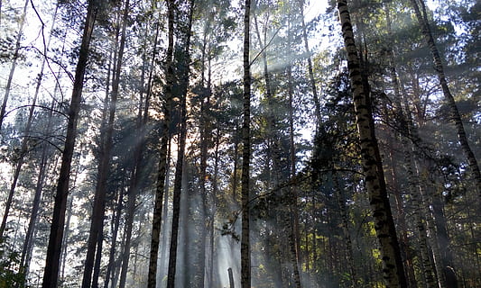 valo, metsä, auringon säteet, säteet, päivä, aamu, puu, kasvi, maa, runko, matala kulma, puun runko, tyyneys, kasvu, kauneus luonnossa, luonto, ei ihmisiä, maisemat - luonto, rauhallinen kohtaus, pitkä - korkea, ei-kaupunkikuvia, koko kehys, yltäkylläisyys, ulkona, mäntymetsät, bambu - kasvi, havupuu, 4K, CC0, public domain, rojaltivapaa