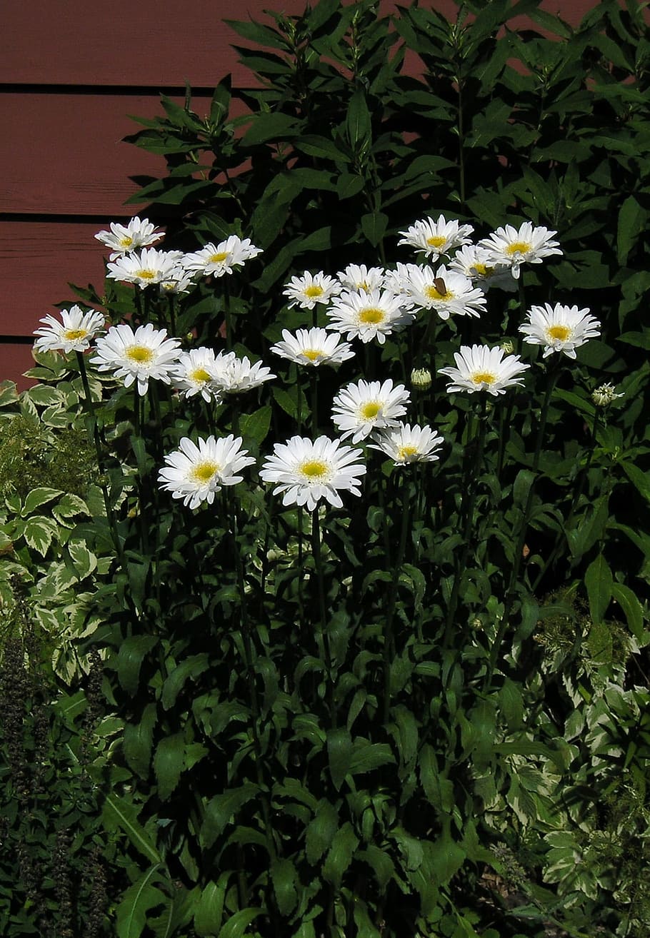 blanc, margarida, margarita, grup, flor, bellesa, blanc, margarida, grup, naturalesa, sincera, verds, temporada, estiu, primavera, tija, llum solar, temps, pètals, plantes, a l'aire lliure, bellesa a la natura, botànica, orgànic, creixement, planta, frescor, fragilitat, planta amb flors, vulnerabilitat, pètal, cap de flor, inflorescència, part de la planta, primer pla, full, Color blanc, cap gent, dia, color verd, pol·len, 1080P