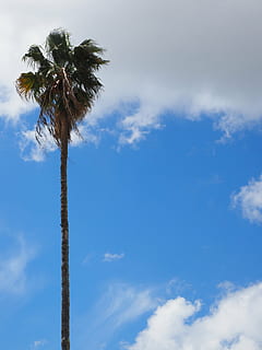 Palme, Baum, Stamm, Log, Palmenblätter, individuell, einzelner Baum, einsam, Single, allein, Natur, Himmel, Blau, Sommer-, draußen, wolke - himmel, tropisches Klima, Flachwinkelansicht, Baumstamm, große Höhe, Wachstum, Pflanze, Kofferraum, Tag, Schönheit in der Natur, Kokospalme, Ruhe, keine Leute, Szenen - Natur, tropischer Baum, Palmblatt, 4K, CC0, gemeinfrei, lizenzfrei