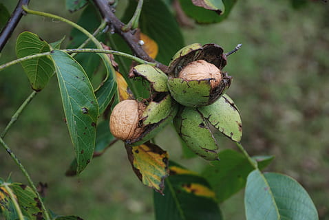Nuss, Baum, Obst, Nussbaum, Herbst, Obstbaum, Ernte, Obstbäume, Grün, Blätter, Ast, Nüsse, Natur, grünes Blatt, Pflanzenteil, Blatt, Lebensmittel, Essen und Trinken, Pflanze, gesundes Essen, Wachstum, grüne Farbe, Fokus auf den Vordergrund, keine Leute, Nahansicht, Nuss - Essen, Frische, Tag, Eichel, draußen, 4K, CC0, gemeinfrei, lizenzfrei