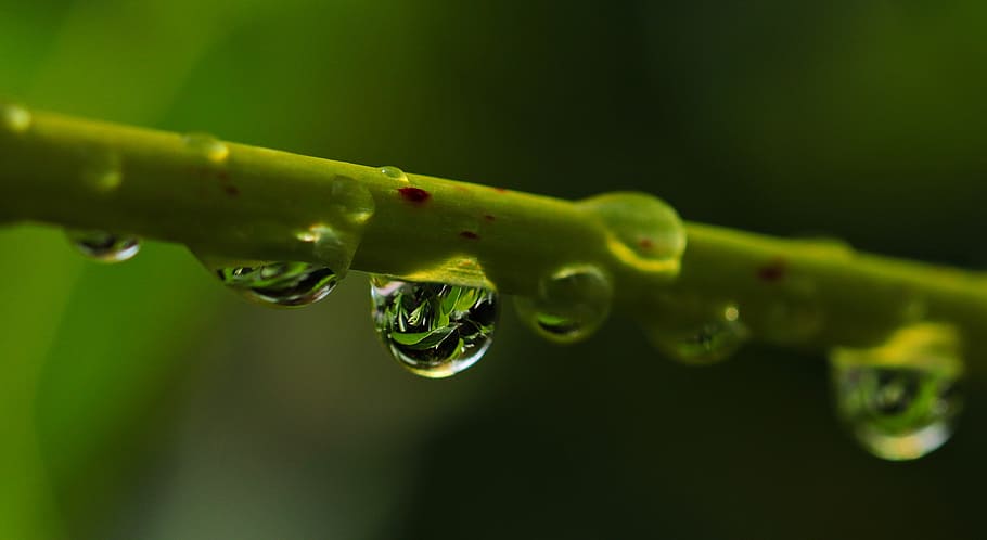 Natur, Wasser, transparent, verwischen, Nahansicht, Tau, tropfen, fallen, Wassertropfen, Tröpfchen, Umgebung, Fokus, Makro, Regentropfen, Stengel, nass, grüne Farbe, Pflanze, keine Leute, Frische, Pflanzenteil, Wachstum, Blatt, Schönheit in der Natur, selektiver Fokus, Reinheit, draußen, Tag, Regen, Grashalm, 4K