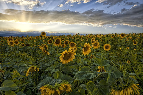 solsikkefelt, dagtimerne, solsikke, solnedgang, himmel, skyer, landskab, aften, natur, lys, ray, plante, vækst, sky - himmel, skønhed i naturen, Mark, jord, blomst, friskhed, landlige scene, scenics - natur, miljø, blomstrende plante, blomsterhoved, landbrug, ro, ingen mennesker, udendørs, 5K, CC0, offentligt domæne, royaltyfrie
