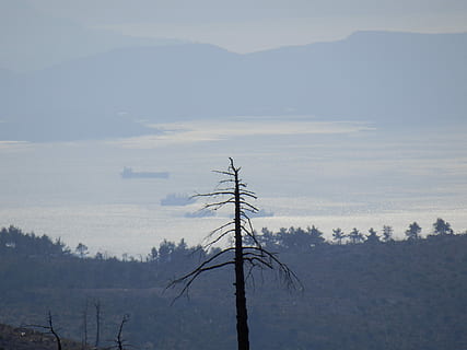 Dunst, Aussicht, Baum, verbrannt, Landschaft, Nebel, szenisch, draußen, neblig, Morgen, Verbindung, Technologie, Natur, Kabel, keine Leute, Pflanze, Himmel, Szenen - Natur, Land, Umgebung, Schönheit in der Natur, Ruhe, Wald, Berg, ruhige Szene, Tag, Baumstamm, Nicht-städtische Szene, Netzteil, nachhaltige ressourcen, 4K, CC0, gemeinfrei, lizenzfrei