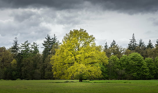 verd, fulles, arbre, ennuvolat, cel, durant el dia, gris, núvol, planta, naturalesa, paisatge, herba, gespa, parc infantil, camp, bosc, pi, color verd, núvol - cel, cap gent, escenics, bellesa a la natura, terra, creixement, escena tranquil·la, tranquil·litat, tardor, escenics - natura, escena no urbana, dia, medi ambient, a l'aire lliure, arbre de coníferes, canvi, bosc de pi, 5K, CC0, domini públic, lliure de regalies