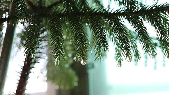 de cerca, verde, palmera, pino, árbol, agudo, agua, lluvia, soltar, gota de agua, hoja, hojas, claro, puro, atención, macro, afuera, fuera de foco, fuera de enfoque, desenfoque, azul, cian, limpiar, relajarse, regando, ducha, jardín, soleado, arboles, rock, primavera, diseño, Asia, Corea, naturaleza, piedra, blanco, cielo, temporada, parque, bosque, coreano, planta, natural, sur, Sol, madera, punta, puntiagudo, resumen, linternas, verdura, no, Dirigirte, gotitas de fuego, gotas de lluvia, las hojas, afijo, el exterior, realce, azul Azul, trullo, turquesa, descanso, estabilidad, ducha del baño, crecimiento, día, nadie, belleza en la naturaleza, color verde, parte de la planta, clima tropical, centrarse en primer plano, tranquilidad, luz del sol, al aire libre, vista de ángulo bajo, hoja de palma, 5K, CC0, dominio público, libre de derechos