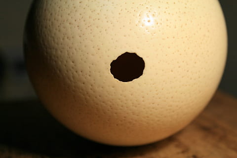 ostrich, egg, shell, hole, empty, container, close-up, single object, indoors, no people, focus on foreground, food and drink, ball, still life, food, fruit, fun, yellow, representation, art and craft, animal themes, humor, animal, extreme close-up, 1080P, CC0, public domain, royalty free