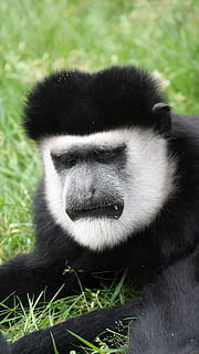 Monkey, Primate, Face, Mimic, colobus monkeys, colobus monkey, one animal, animals in the wild, animal themes, mammal, animal wildlife, grass, animal, plant, vertebrate, black color, no people, nature, day, close-up, outdoors, land, field, relaxation, focus on foreground, sitting, animal head, herbivorous, 2K, CC0, public domain, royalty free
