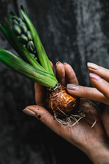 making, little, ornamental, seedling, small, jar, Woman, plant, decoration, ornament, planting, crafting, adornment, vegetable, food, human Hand, agriculture, organic, freshness, healthy Eating, holding, nature, people, harvesting, crop, food And Drink, women, carrot, close-up, raw Food, ripe, one Person, human body part, hand, real people, wellbeing, body part, unrecognizable person, selective focus, lifestyles, green color, focus on foreground, finger, human limb, 4K