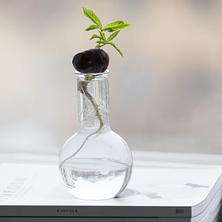 clar, gerro de vidre, llibre, gerro de vidre transparent, enfocament poc profund, foto, fulla verda, planta, gerro, menta, taula, creixement, recerca, negocis, cap gent, a l'interior, primer pla, naturalesa, vidre - material, full, part de la planta, transparent, centrar-se en primer pla, aigua, natura morta, vulnerabilitat, fragilitat, contenidor, vidre, 2K, CC0, domini públic, lliure de regalies
