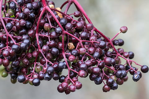 mai mare, fructe de padure, macro, boabe de soc, fructe necoapte, fruct, alimente, copt, prospeţime, roșu, natură, organic, boabe de fructe, mâncat sănătos, a închide, vară, desert, mancare si bautura, bunăstare, nici o persoana, grup mare de obiecte, să se concentreze asupra primelor elemente, plantă, agricultură, Violet, în aer liber, zi, antioxidant, starea naturala, 5K, CC0, domeniu public, fără drepturi de autor