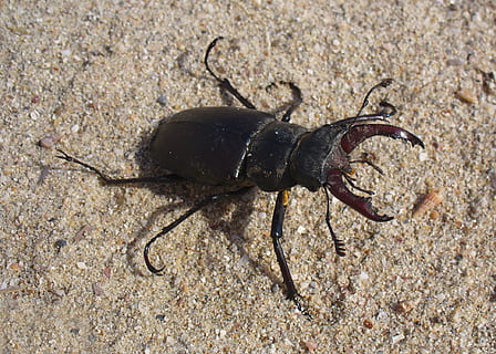 insetto, stag beetle, macro, nero, maschio, natura, temi animali, un animale, fauna selvatica, animale, animali allo stato selvatico, nessuno, invertebrato, mare, giorno, avvicinamento, terra, spiaggia, vista dall'alto, all'aperto, sabbia, marino, artropodo, vita marina, 1080P, CC0, dominio pubblico, privo di copyright