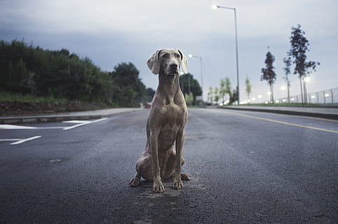 herrer, Brun, weimaraner hund, grå, asfaltvej, voksen, weimaraner, bred, vej, dagtimerne, hvid, kort, frakke, hund, gaden, dyr, asfalt, gade, kæledyr, husdyr, et dyr, dyre temaer, pattedyr, hunde, indenlandske, transportmidler, træ, ingen mennesker, plante, by, portræt, dag, skilt, fokus på forgrunden, 4K, CC0, offentligt domæne, royaltyfrie
