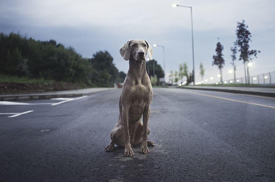 herrer, Brun, weimaraner hund, grå, asfaltvej, voksen, weimaraner, bred, vej, dagtimerne, hvid, kort, frakke, hund, gaden, dyr, asfalt, gade, kæledyr, husdyr, et dyr, dyre temaer, pattedyr, hunde, indenlandske, transportmidler, træ, ingen mennesker, plante, by, portræt, dag, skilt, fokus på forgrunden, 4K