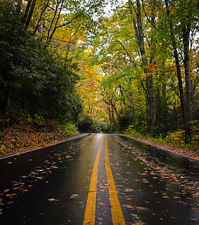 photo, road, forest, nature, leaves, trees, green, trip, travel, yellow, autumn, tree, leaf, outdoors, landscape, direction, the way forward, plant, transportation, change, beauty in nature, no people, diminishing perspective, tranquility, road marking, growth, marking, day, symbol, tranquil scene, fall, 1080P, CC0, public domain, royalty free