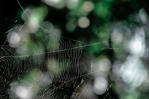 pattern, macro, cobweb, spider, web, spider web, spider's web, spiderweb, fragility, vulnerability, close-up, animal, animal themes, focus on foreground, no people, nature, selective focus, arachnid, outdoors, arthropod, intricacy, natural pattern, invertebrate, beauty in nature, complexity, 5K, CC0, public domain, royalty free