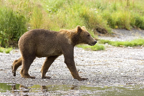 Brun, 4-legged, dyr, jord, bære, cub, gå, dyreliv, natur, nuttet, ung, lodne, vild, baby, dyre temaer, dyr i naturen, et dyr, pattedyr, hvirveldyr, ingen mennesker, sidebillede, fuld længde, vand, jagt, udendørs, dag, profilvisning, 1080P, CC0, offentligt domæne, royaltyfrie