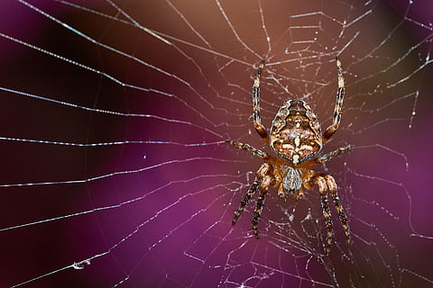 ragno, Rete, cacciatore, natura, insetto, animale, vicino, fiore, estate, primavera, fiorire, fioritura, ornamento, attraversare, macro, ragnatela, aracnide, un animale, invertebrato, artropodo, temi animali, avvicinamento, animali allo stato selvatico, fragilità, fauna selvatica, nessuno, concentrarsi sulle conoscenze acquisite, vulnerabilità, zoologia, parte del corpo animale, gamba animale, all'aperto, viola, 4K, CC0, dominio pubblico, privo di copyright