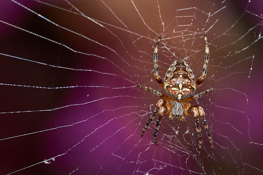 ragno, Rete, cacciatore, natura, insetto, animale, vicino, fiore, estate, primavera, fiorire, fioritura, ornamento, attraversare, macro, ragnatela, aracnide, un animale, invertebrato, artropodo, temi animali, avvicinamento, animali allo stato selvatico, fragilità, fauna selvatica, nessuno, concentrarsi sulle conoscenze acquisite, vulnerabilità, zoologia, parte del corpo animale, gamba animale, all'aperto, viola, 4K