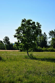 copac, vară, verde, respect, natură, peisaj, în aer liber, plantă, cer, teren, Culoarea verde, camp, iarbă, cer senin, creştere, frumusețe în natură, liniște, o scenă liniștită, mediu inconjurator, zi, scenă non-urbană, nici o persoana, scenice - natura, 5K, CC0, domeniu public, fără drepturi de autor