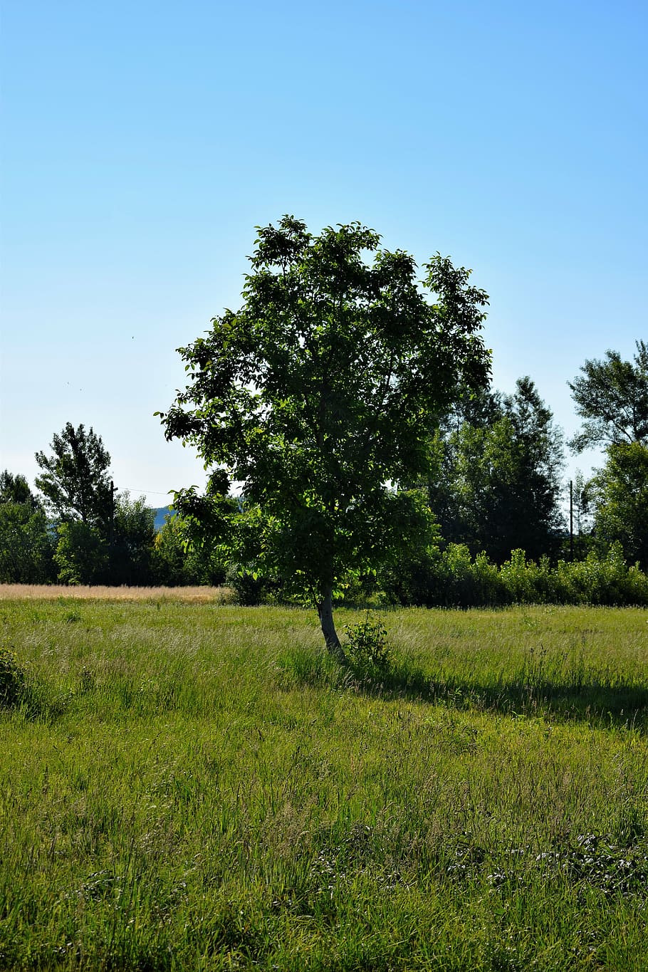arbre, estiu, verd, respecte, naturalesa, paisatge, a l'aire lliure, planta, cel, terra, color verd, camp, herba, cel clar, creixement, bellesa a la natura, tranquil·litat, escena tranquil·la, medi ambient, dia, escena no urbana, cap gent, escenics - natura, 5K