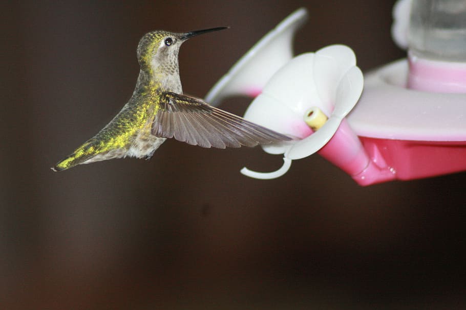 Kolibri, Fütterung, schwebend, Rubinkehlchen, Feeder, ein Tier, keine Leute, Tierthemen, fliegend, Nahansicht, Vogel, Wirbeltier, Tierwelt, Tier, Tiere in freier Wildbahn, Blume, blühende Pflanze, Schönheit in der Natur, die Flügel ausbreiten, Fokus auf den Vordergrund, Pflanze, Blütenblatt, Natur, in der Luft, Blütenkopf, flattern, 4K