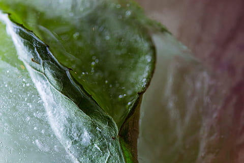 Frosset, is, blad, vinter, kold, iset, eiskristalle, frost, plante, blade, mad og drikke, mad, vand, tæt på, friskhed, sund kost, grøn farve, ingen mennesker, plante del, grøntsag, velvære, natur, dråbe, udendørs, ekstrem nærbillede, frugt, våd, urt, mojito, 1080P, CC0, offentligt domæne, royaltyfrie