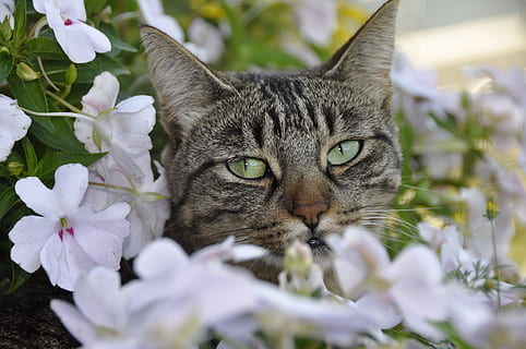 gris, gat, blanc, flors, flor, primavera, felí, animals domèstics, gat domèstic, mamífer, planta amb flors, nacional, mascotes, temes d'animals, un animal, animal, planta, primer pla, retrat, vertebrats, relaxació, cap gent, naturalesa, enfocament selectiu, bigotis, cap d’animals, tabby, 4K, CC0, domini públic, lliure de regalies
