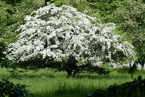 Obstbaum, Wald, Natur, Baum, blühen, Wiese, Gras, draußen, Sommer-, Pflanze, keine Leute, Wachstum, Schönheit in der Natur, Blume, blühende Pflanze, grüne Farbe, Tag, Ruhe, Land, Feld, Park, Frische, Frühling, Zerbrechlichkeit, 5K, CC0, gemeinfrei, lizenzfrei