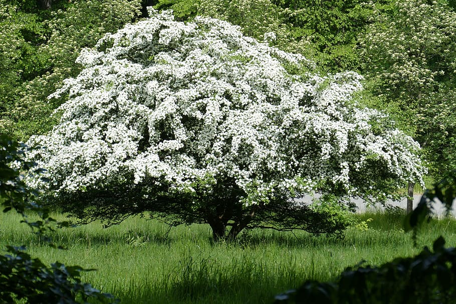 Obstbaum, Wald, Natur, Baum, blühen, Wiese, Gras, draußen, Sommer-, Pflanze, keine Leute, Wachstum, Schönheit in der Natur, Blume, blühende Pflanze, grüne Farbe, Tag, Ruhe, Land, Feld, Park, Frische, Frühling, Zerbrechlichkeit, 5K