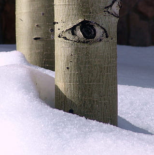 asp, træ, øje, vinter, sne, Skov, naturskøn, løv, ødemark, birk, bagagerum, lund, miljø, botanisk, kold temperatur, natur, ingen mennesker, dag, tæt på, træstamme, dækker, udendørs, arkitektur, træ - materiale, fokus på forgrunden, hvid farve, sollys, Frosset, Mark, sner, 1080P, CC0, offentligt domæne, royaltyfrie
