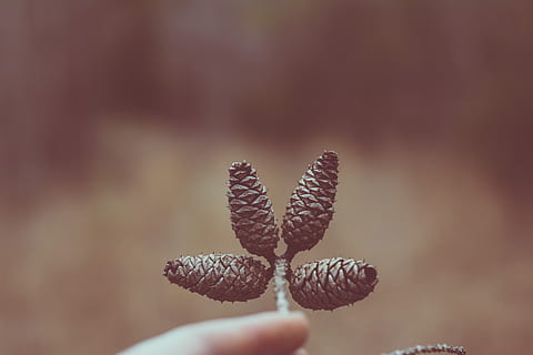 fire fyrkegler, person, der holder pinecone, grankogle, makro, Skov, kegle, fyrretræ, tæt på, vækst, plante, ingen mennesker, natur, mad og drikke, fokus på forgrunden, selektiv fokusering, mad, skønhed i naturen, dag, kopiere plads, friskhed, udendørs, ro, Brun, blomst, Pinaceae, nåletræ, 5K, CC0, offentligt domæne, royaltyfrie