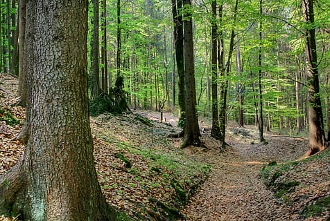foresta, primavera, natura, faggio, albero, verde, Maiwald, paesaggio, le foglie, terra, tronco d'albero, tronco, pianta, bosco, la tranquillità, bellezza nella natura, crescita, scena tranquilla, scenics - natura, scena non urbana, idilliaco, nessuno, colore verde, giorno, all'aperto, muschio, albero di conifere, pista, lichene, bambù - pianta, 2K, CC0, dominio pubblico, privo di copyright