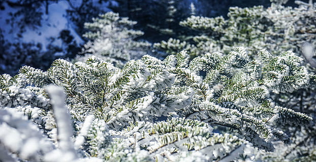 vinter, træ, sne, kold, Skov, snefnug, Frosset, natur, is, frost, blå, baggrunde, koldtemperatur, plante, kold temperatur, ingen mennesker, skønhed i naturen, tæt på, nåletræ, fyrretræ, dag, selektiv fokusering, hvid farve, vækst, jord, udendørs, fyrreskov, 5K, CC0, offentligt domæne, royaltyfrie