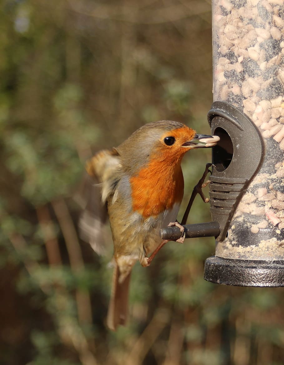 robin, volant, alimentador, ocell, vol, observació d'aus, ornitologia, redbreast, UK, ales, posat, animal, fauna animal, vertebrats, temes d'animals, animals a la natura, un animal, centrar-se en primer pla, dia, primer pla, cap gent, alimentador d'ocells, naturalesa, a l'aire lliure, color taronja, enfocament selectiu, arbre, menjar, boca oberta, 2K