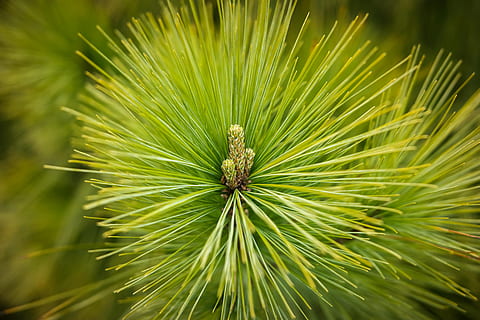 pijnboom, naalden, Bos, groen, puntig, boom, naaldboom, grenen kas, tak, jong, groene kleur, fabriek, detailopname, groei, geen mensen, natuur, schoonheid in de natuur, dag, blad, focus op de voorgrond, deel van de plant, buitenshuis, versheid, dennenboom, dier, dierenleven, selectieve aandacht, dierlijke thema's, naald - plantdeel, 4K, CC0, publiek domein, royaltyvrij