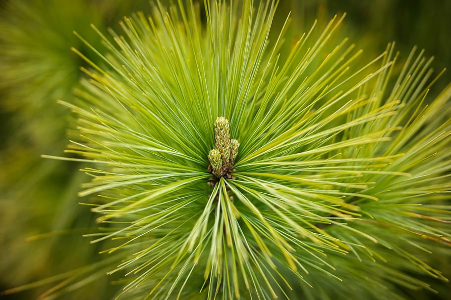 pi, agulles, bosc, verd, apuntat, arbre, conífera, hivernacle de pi, branca, jove, color verd, planta, primer pla, creixement, cap gent, naturalesa, bellesa a la natura, dia, full, centrar-se en primer pla, part de la planta, a l'aire lliure, frescor, animal, fauna animal, enfocament selectiu, arbre de coníferes, temes d'animals, agulla - part de la planta, 4K