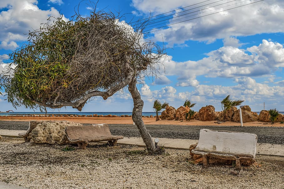 arbre, banc, improvisat, extemporània, paisatge, platja, ayia thekla, Xipre, dia, cel, cap gent, naturalesa, escena rural, a l'aire lliure, primer pla, planta, núvol - cel, terra, seient, bellesa a la natura, tranquil·litat, cadira, llum solar, escena tranquil·la, camp, remot, 5K