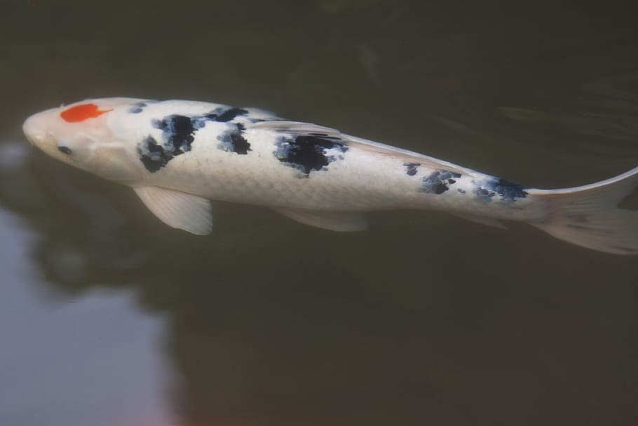 blanc, blau, coy, peix, cos, aigua, peix koi, carpa de brocat, koi, carpa, nedar, estany, negre, cultivar, Japó, japonès, Xina, riquesa, sort, duplicació, superfície de l'aigua, un animal, temes d'animals, fauna animal, animals a la natura, primer pla, cap d’animals, animal, mar, vertebrats, sota l'aigua, cap gent, a l'interior, marí, la vida marina, centrar-se en primer pla, animals en captivitat, part del cos dels animals, fons negre, vista del perfil, peixos d’aigua salada, escala d’animals, 4K