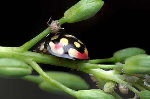 buburuză, afide, natură, insectă, gândac, macro, plantă, grădină, animale sălbatice, animal, gandaci, natural, animale tematice, nevertebrat, a închide, un animal, animale în sălbăticie, Culoarea verde, parte a plantelor, frunze, Fundal negru, nici o persoana, zoologie, în aer liber, să se concentreze asupra primelor elemente, alimente, mic, ochi de animale, 4K, CC0, domeniu public, fără drepturi de autor