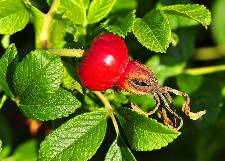 roos, fruit, rose eten, blad, deel van de plant, rood, detailopname, fabriek, eten en drinken, groene kleur, voedsel, natuur, groei, gezond eten, geen mensen, dag, versheid, één dier, dierenleven, dierlijke thema's, buitenshuis, dier, rijp, 4K