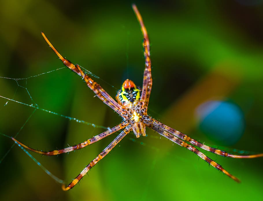ragno, aracnide, Rete, vicino, un animale, fauna selvatica, animali allo stato selvatico, temi animali, nessuno, avvicinamento, invertebrato, animale, insetto, concentrarsi sulle conoscenze acquisite, natura, giorno, pianta, colore verde, bellezza nella natura, all'aperto, parte del corpo animale, artropodo, occhio animale, 5K