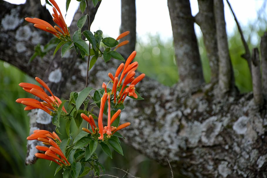 arbre, plantes, fruita, fulles, verd, bosc, tronc, branques, jardí, naturalesa, tardor, fulles velles, colors de la tardor, planta, vermell, color taronja, creixement, planta amb flors, flor, centrar-se en primer pla, bellesa a la natura, fragilitat, vulnerabilitat, primer pla, dia, tronc de l'arbre, cap gent, frescor, pètal, part de la planta, full, a l'aire lliure, cap de flor, 5K