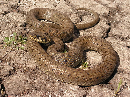 serp, natrix, temes d'animals, fauna animal, animal, animals a la natura, rèptil, vertebrats, un animal, cap gent, arrissat, naturalesa, senyal d'advertència, dia, verinós, primer pla, signe, vista d’angle alt, part del cos dels animals, terra, a l'aire lliure, agressió, selva tropical, pluja tropical, escala d’animals, 1080P, CC0, domini públic, lliure de regalies